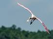 Roseatte Spoonbill-7
